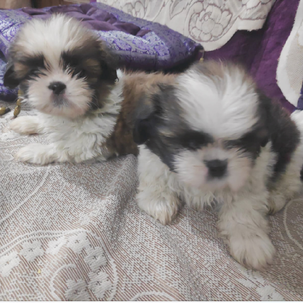 Image of shih tzu posted on 2022-01-28 13:10:23 from Ulsoor